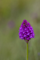Pyramidal Orchid, Oldbury Power startion, June 2026
