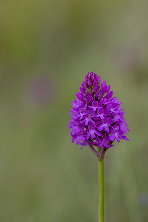 Pyramidal Orchid, Oldbury Power startion, June 2026