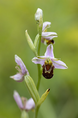 Bee Orchid, Oldbury Power startion, June 2026
