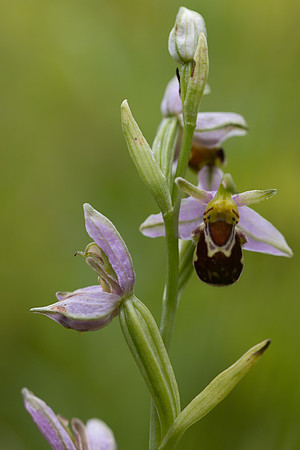 Bee Orchid, Oldbury Power startion, June 2026