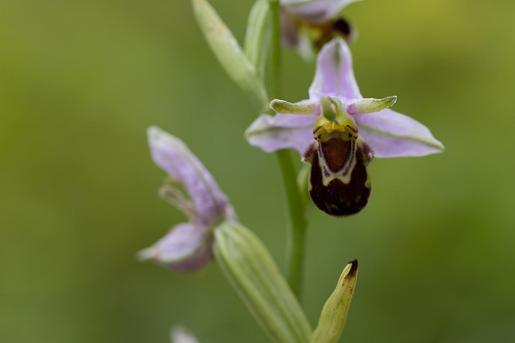 Bee Orchid, Oldbury Power startion, June 2026