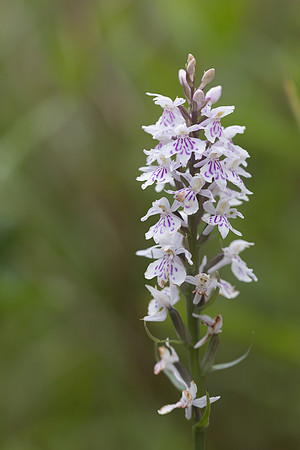 Common Spotted Orchid, Oldbury Power station, June 2026
