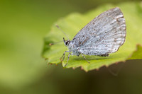Holly Blue, Oldbury Power station, June 2026
