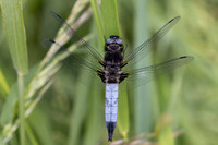 Scarce Chaser, (male) Rockhampton, June 2026