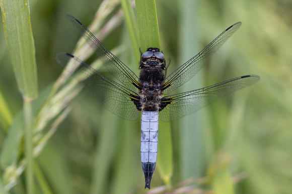 Scarce Chaser, (male) Rockhampton, June 2026