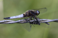 Scarce Chaser, (male) Rockhampton, June 2026