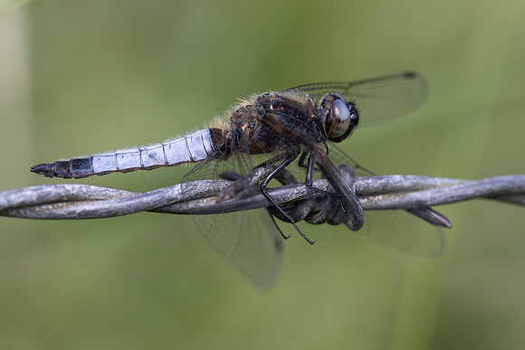 Scarce Chaser, (male) Rockhampton, June 2026