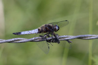 Scarce Chaser, (male) Rockhampton, June 2026