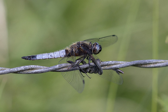 Scarce Chaser, (male) Rockhampton, June 2026