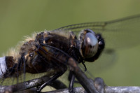 Scarce Chaser, (male) Rockhampton, June 2026