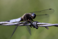 Scarce Chaser, (male) Rockhampton, June 2026