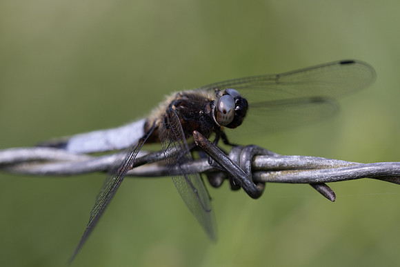 Scarce Chaser, (male) Rockhampton, June 2026