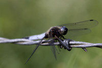 Scarce Chaser, (male) Rockhampton, June 2026