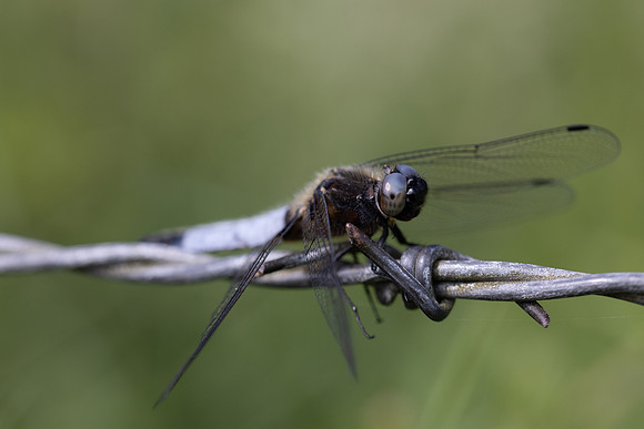 Scarce Chaser, (male) Rockhampton, June 2026