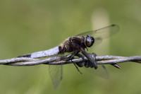 Scarce Chaser, (male) Rockhampton, June 2026