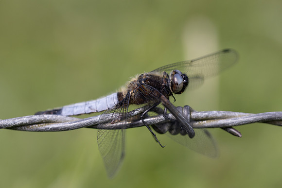Scarce Chaser, (male) Rockhampton, June 2026