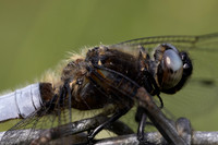 Scarce Chaser, (male) Rockhampton, June 2026