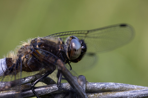 Scarce Chaser, (male) Rockhampton, June 2026