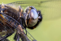 Scarce Chaser, (male) Rockhampton, June 2026