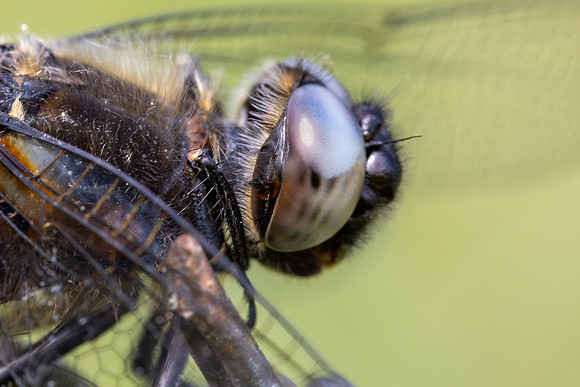 Scarce Chaser, (male) Rockhampton, June 2026
