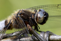 Scarce Chaser, (male) Rockhampton, June 2026