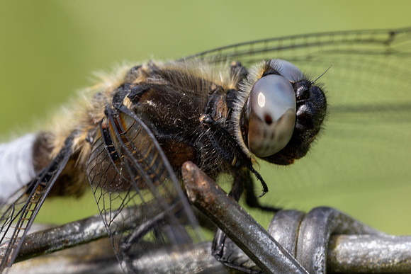 Scarce Chaser, (male) Rockhampton, June 2026