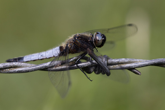 Scarce Chaser, (male) Rockhampton, June 2026