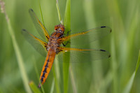 Scarce Chaser, (female) Rockhampton, June 2026