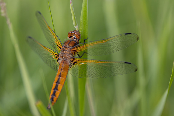 Scarce Chaser, (female) Rockhampton, June 2026