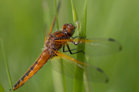 Scarce Chaser, (female) Rockhampton, June 2026