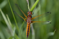 Scarce Chaser, (female) Rockhampton, June 2026