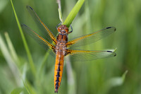 Scarce Chaser, (female) Rockhampton, June 2026