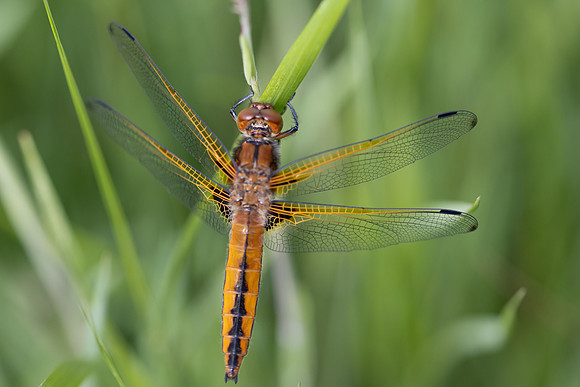 Scarce Chaser, (female) Rockhampton, June 2026
