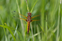 Scarce Chaser, (female) Rockhampton, June 2026