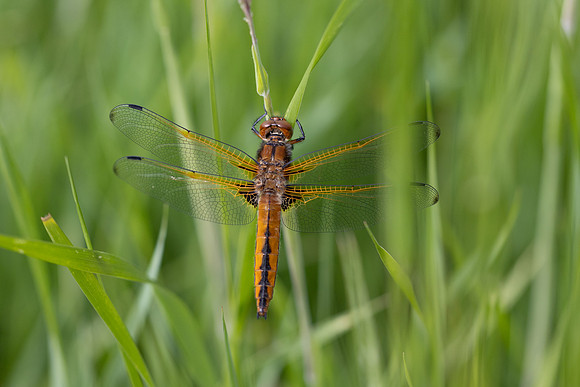 Scarce Chaser, (female) Rockhampton, June 2026