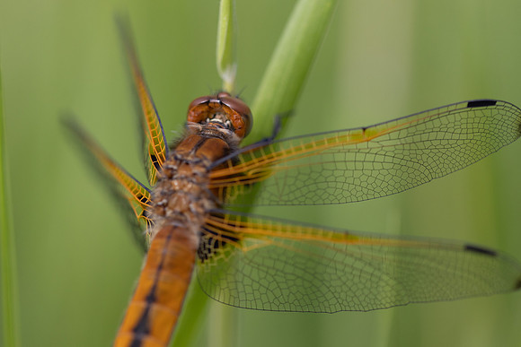 Scarce Chaser, (female) Rockhampton, June 2026