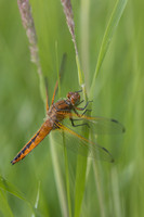 Scarce Chaser, (female) Rockhampton, June 2026