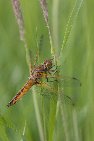 Scarce Chaser, (female) Rockhampton, June 2026