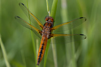 Scarce Chaser, (female) Rockhampton, June 2026