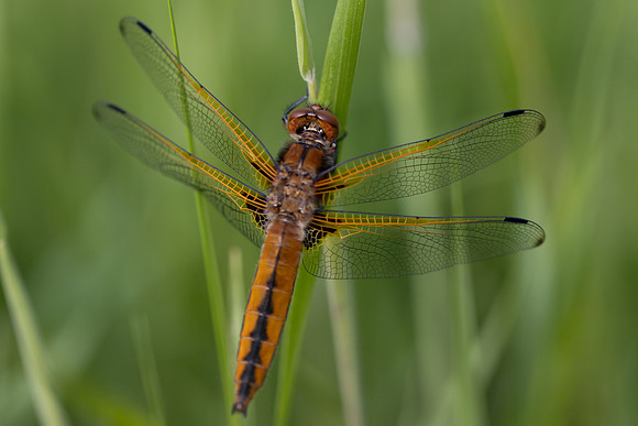 Scarce Chaser, (female) Rockhampton, June 2026