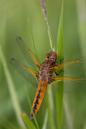 Scarce Chaser, (female) Rockhampton, June 2026