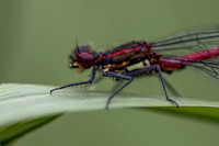 Large Red Damselfly, Rockhampton, June 2026