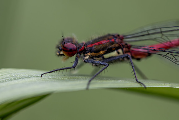 Large Red Damselfly, Rockhampton, June 2026