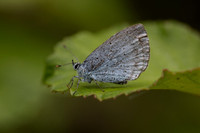 Holly Blue, Oldbury Power station, June 2026