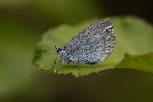 Holly Blue, Oldbury Power station, June 2026