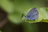 Holly Blue, Oldbury Power station, June 2026