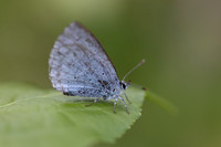 Holly Blue, Oldbury Power station, June 2026