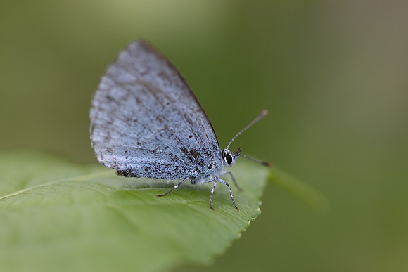 Holly Blue, Oldbury Power station, June 2026