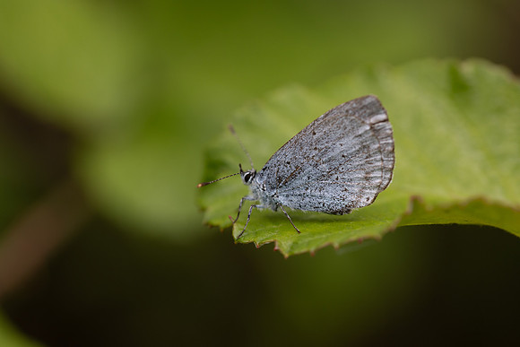 Holly Blue, Oldbury Power station, June 2026