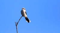 Great Grey Shrike, Crabtree Hill, March 2015
